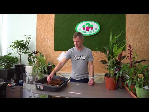 Видео: пересадка Ховеи и уход за пальмой в домашних условиях