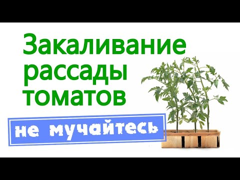Видео: Закаливание рассады томатов. Не мучайтесь
