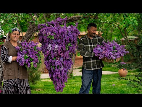 Видео: Лучший Аромат Весны: Собираем Цветки Сирени и Готовим Варение