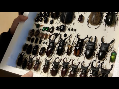 Видео: КОЛЛЕКЦИЯ БРАТКА ЧАСТЬ 1- ЖУКИ И НОЧНЫЕ БАБОЧКИ