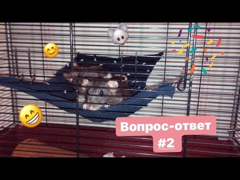 Видео: Вопрос ответ #2/Я не хочу в 11 класс?😱