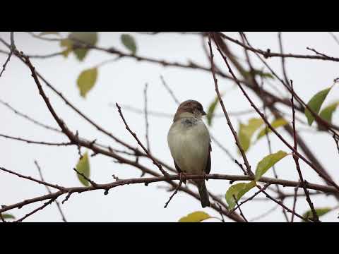 Видео: Abagar Quartet - Three Nightingales Singing | Три бюлбюла пеят [Official Visualizer]