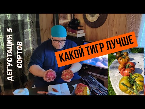 Видео: Топ 5 полосатых томатов. Амурские тигры.