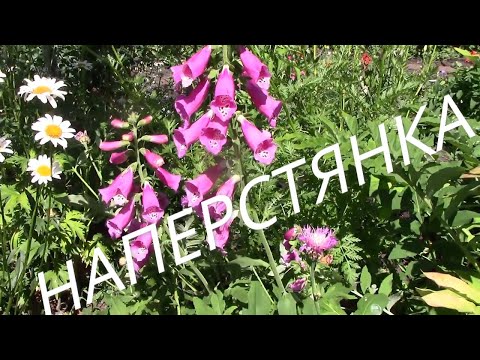 Видео: НАПЕРСТЯНКА Яркая, Загадочная, без Забот