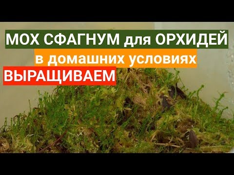 Видео: ВОЗМОЖНО ли дома для ОРХИДЕЙ вырастить мох сфагнум ИЗ того ХЛАМА, что продают в магазине?