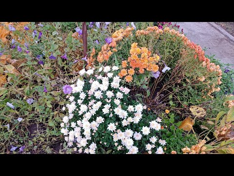 Видео: Таня Ворона в прямому ефірі