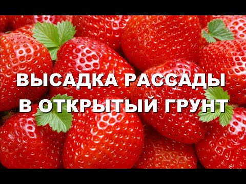 Видео: ВЫСАДКА РАССАДЫ КЛУБНИКИ В ОТКРЫТЫЙ ГРУНТ