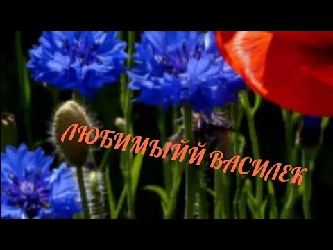 Видео: КАК СДЕЛАТЬ ЗАКАЗ НА САЙТЕ ЛЮБИМЫЙ ВАСИЛЕК, По многочисленным просьбам подписчиков 💞💞💞💞💞💞💞💞💞