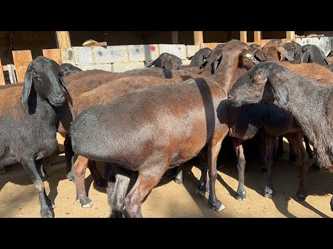Видео: Йош егизакчи бўғоз қўйлар 🔥 Илхомжон қўй фермаси 4900 дан егизакчилар