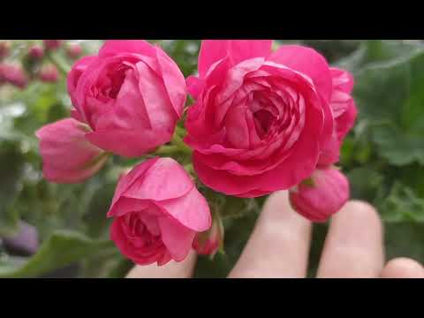 Видео: Пеларгонии цветочного домика на конец июня, Сергиев Посад.