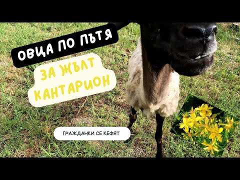 Видео: Тръгнахме за жълт кантарьон и си намерихме нов домашен любимец!... бееее