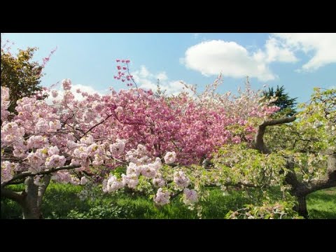 Видео: Царство растений. 2 серия из 3.  Раскрывая секреты / Solving the Secrets