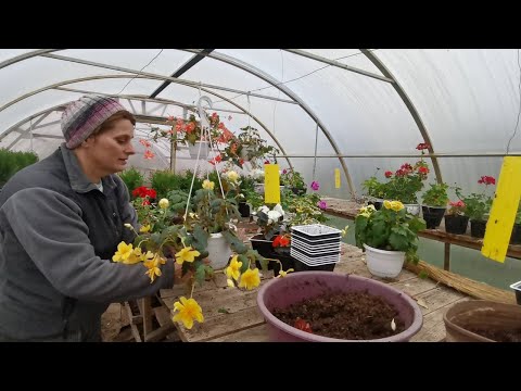 Видео: Прощаюсь с бегонией