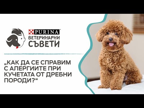 Видео: Как да се справим с алергиите при кучетата от дребни породи?