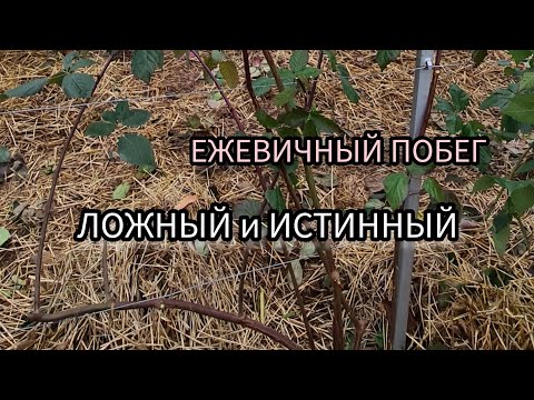 Видео: Ежевичный побег. Ложный и истинный