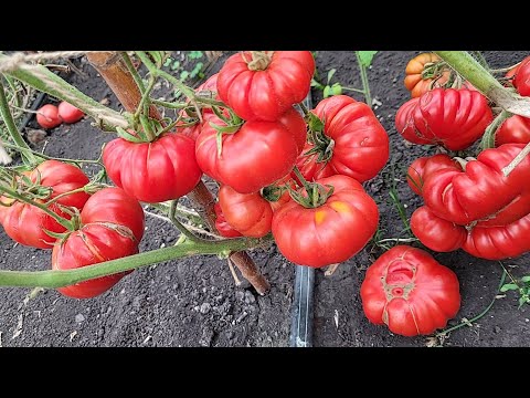 Видео: ЛЮБИМЫЕ сорта ТОМАТов посажу в 2024 году, урожайные, не болеют, можно солить, вялить, в салатики