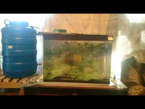 Видео: Осетр в аквариуме (спустя месяц 19.10.17)