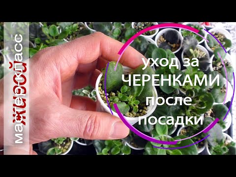 Видео: Уход за черенками сенполий от посадки до отделения деток. Живой мастер-класс