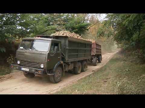 Видео: Вывоз сахарной свеклы 2017 | Sugar beet trucks collection