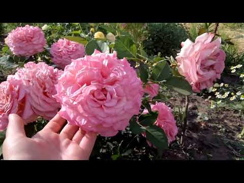 Видео: Троянди, які добре переносять спеку ☀️ Прогулянка садом ☕