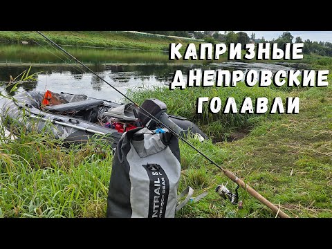 Видео: Капризные Днепровские голавли