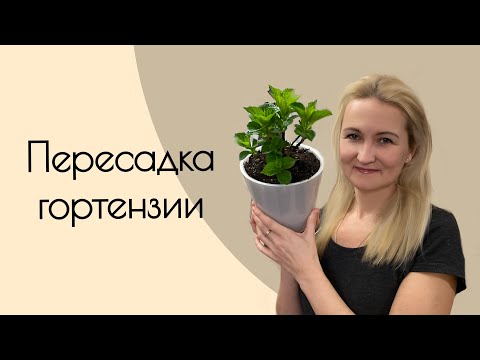 Видео: Пересадка полуфабрикатов крупнолистной гортензии 🌸#гортензиякрупнолистная