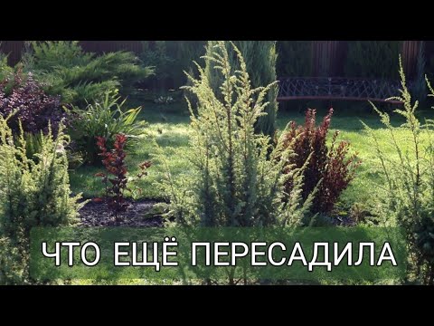 Видео: ЧТО Я ЕЩЁ ПЕРЕСАДИЛА. 16.09.2025г.