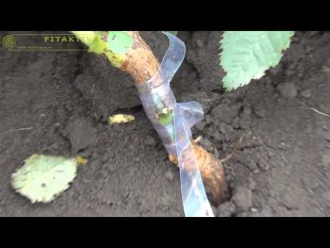 Видео: Начали окулировку шиповника!