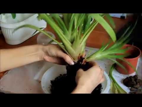 Видео: Как отделить деток Гузмании (Guzmania)