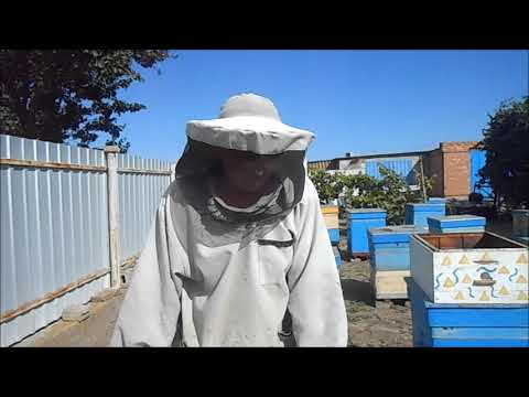 Видео: Собираю пчёл в зиму,двух маточное содержание..?