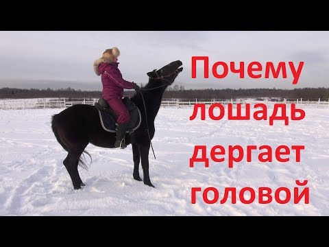 Видео: Почему лошадь дёргает головой