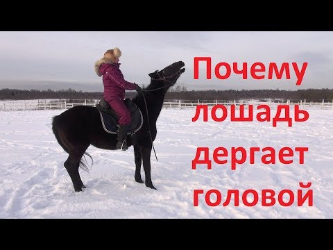 Видео: Почему лошадь дёргает головой