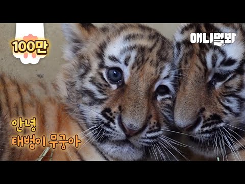 Видео: Тигренок, который не хочет, чтобы его застрелили… год спустя