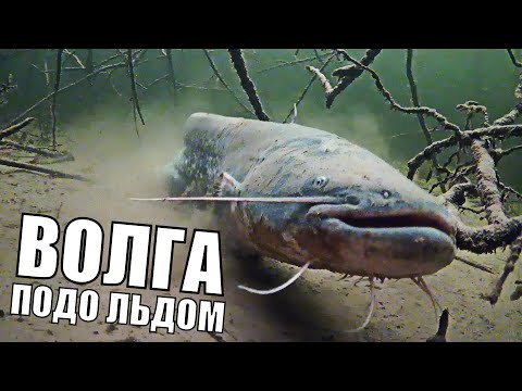 Видео: Фильм | ВОЛГА подо ЛЬДОМ. Жизнь под Водой