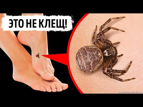 Видео: Если вы видите этого паука, значит, вы в полной безопасности!