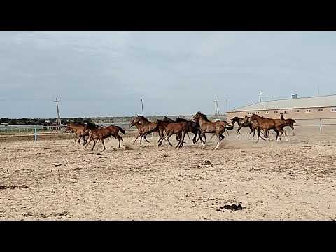 Видео: Жеребята 25 г р