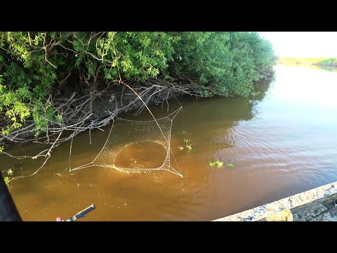 Видео: В поисках хищника. Вода совсем ушла. Что будет дальше?