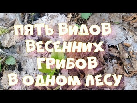 Видео: Грибы 2019. Пять весенних грибов в одном лесу.