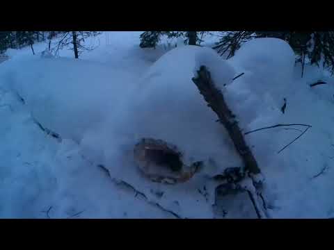 Видео: проверка капканов.лиса утащила капкан