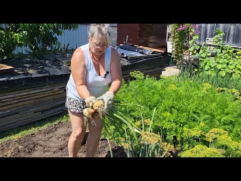 Видео: Всё цветёт и растёт, не смотря ни на что. Какой чеснок и лук, 26 июля. Отличные помидоры в теплице.