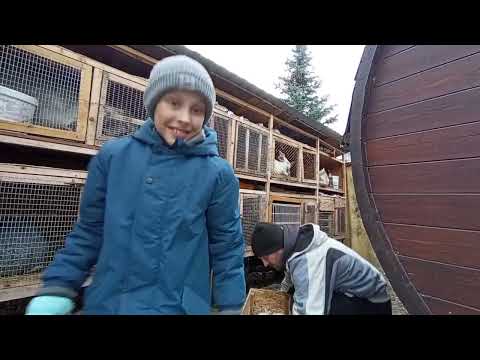 Видео: Кролики в вольере. Заселение. Весна 2025