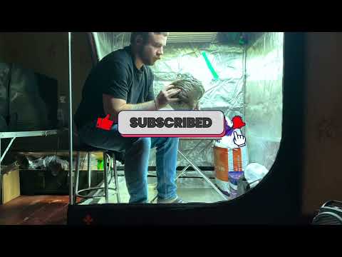 Видео: Вирощував гливу вдома. Вийшло не так, як планував