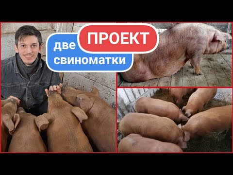Видео: от ПОРОСЁНКА до ОПОРОСА// ГОД за 17 МИНУТ// СЕКРЕТЫ ВЫБОРА, КОРМЛЕНИЯ и СОДЕРЖАНИЯ.
