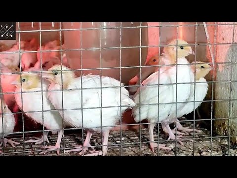 Видео: Перепел Белый гигант утяжеленный За две недели не узнать Растут как на дрожжах