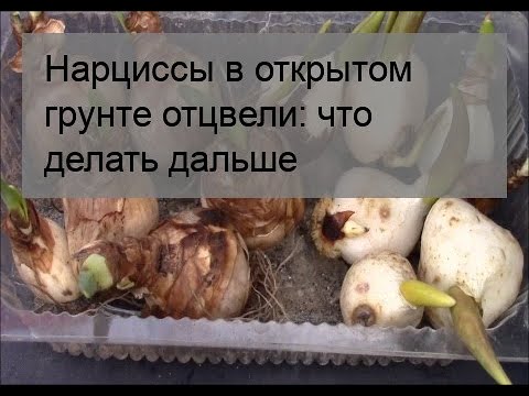 Видео: Нарциссы в открытом грунте отцвели: что делать дальше