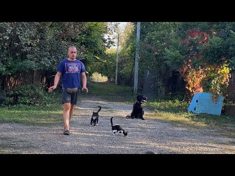 Видео: Лабрадор Дик-Дрессировка с помощниками котами!