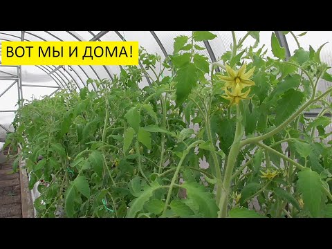 Видео: Ранняя высадка томатов! Рассада томатов в огороде, в теплице среди сугробов! Ольга Чернова.