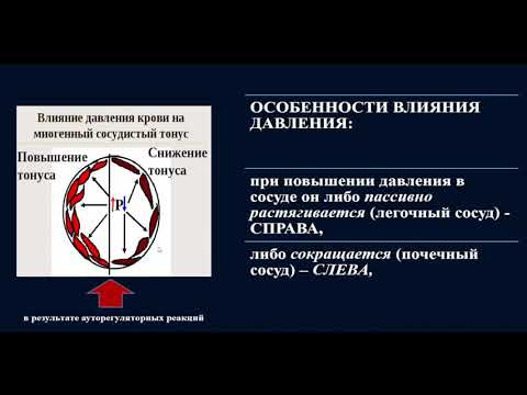Видео: 9:50   Регуляция тонуса сосудов