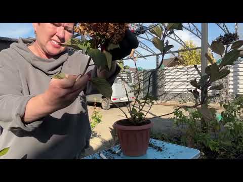 Видео: Два способа подготовки крупнолистных к зиме. Метельчатые в термос для чего?