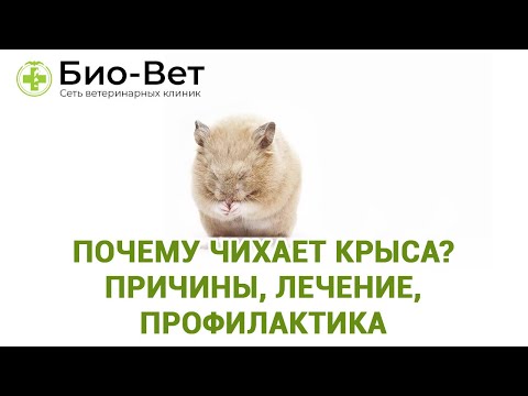 Видео: Почему Чихает Крыса? - Причины, лечение, профилактика // Сеть Ветклиник Био-Вет